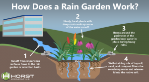 diagram of how rain garden works