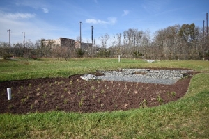 rain garden